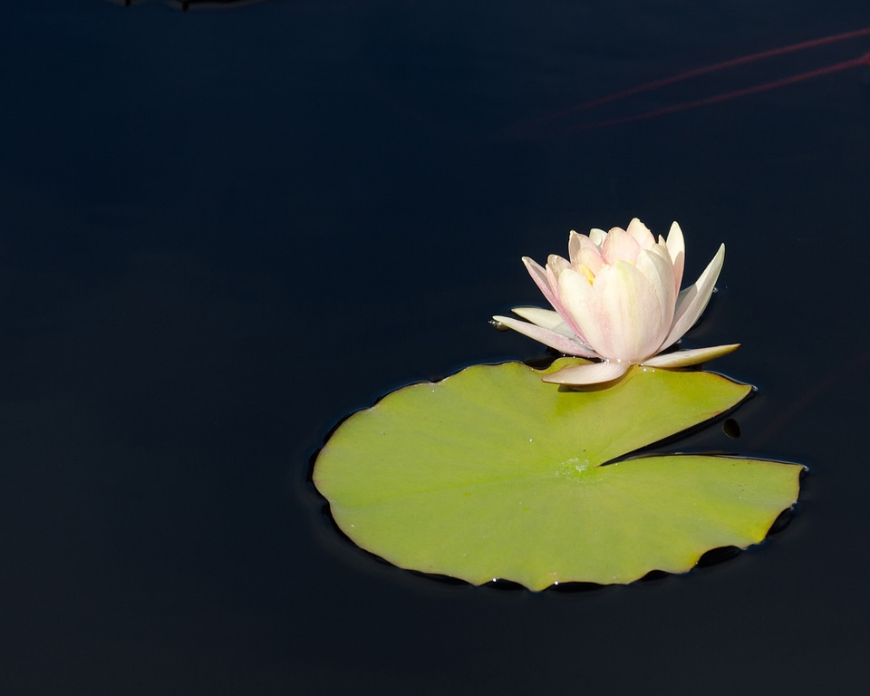 Lily pad pond flower pond plant