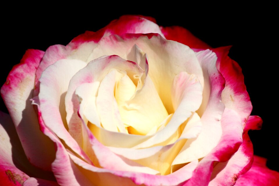 Isparta rose red and white innocent