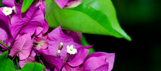 Tropical flower bougainvillea hedgerow photo