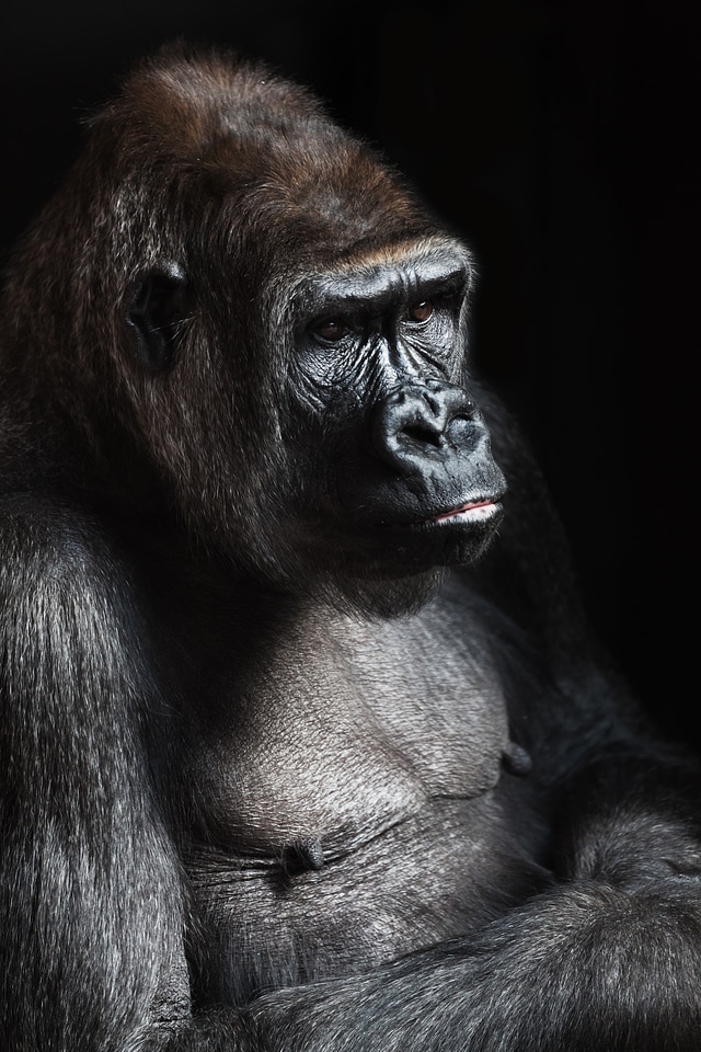 Big black endangered