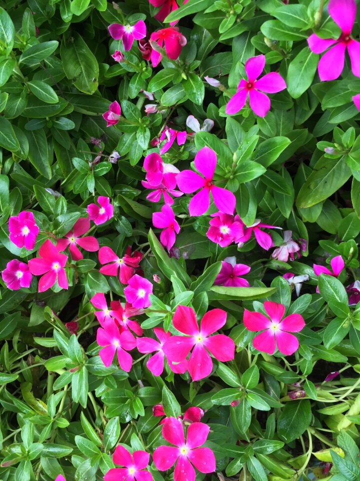Grass floral pink
