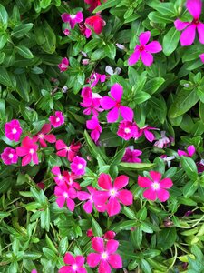 Grass floral pink photo