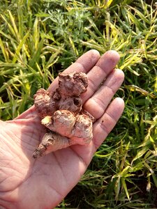 Cuisine organic ingredient