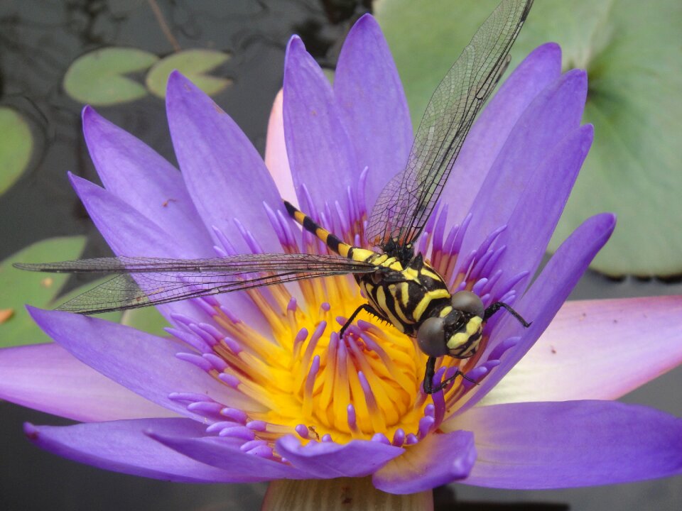 Purple insects close up