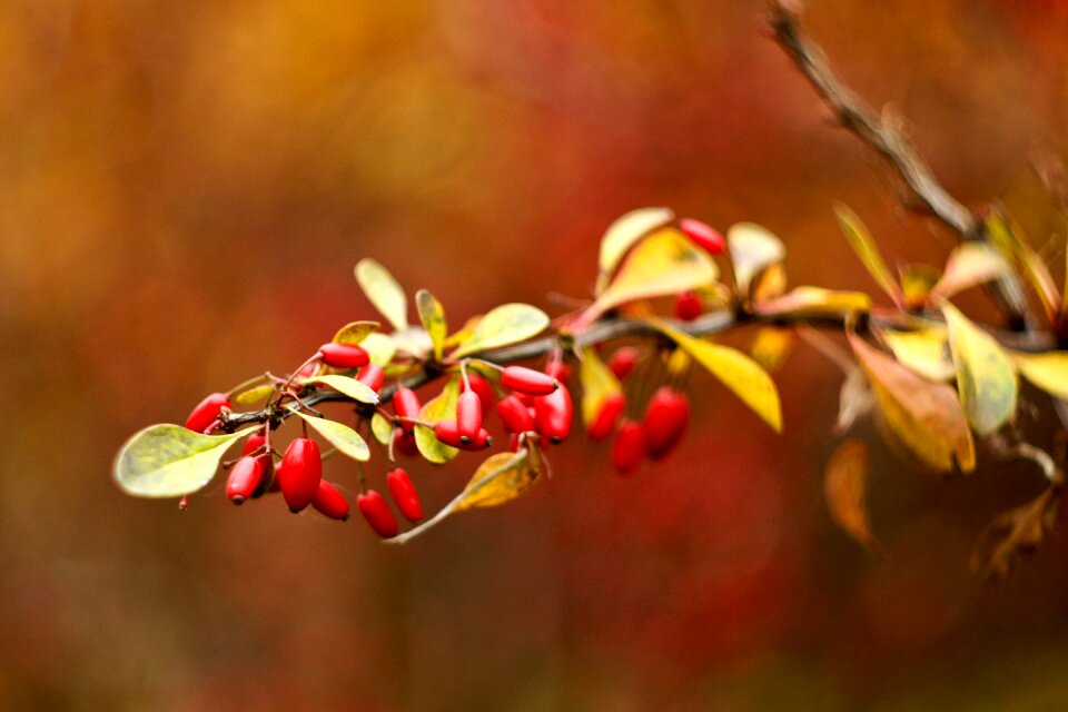 Foliage branch briar