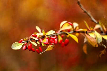 Foliage branch briar