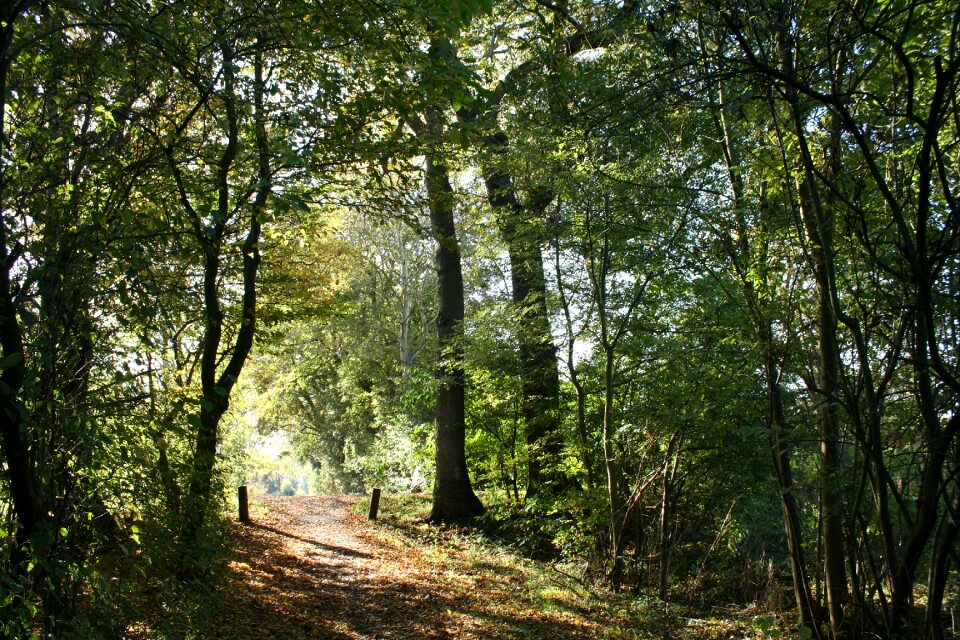 Sunlight nature tree