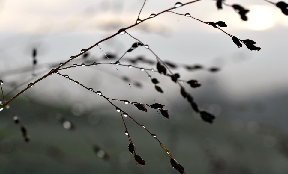 Dew grasses leaves