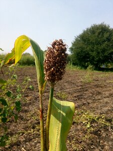 Food grain seed