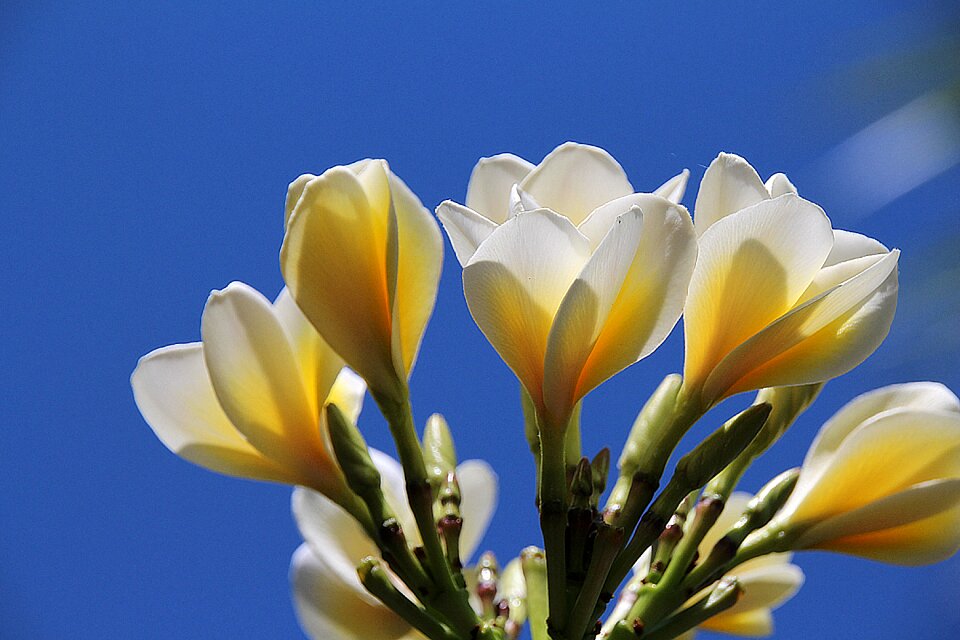 Bloom spring white flowers