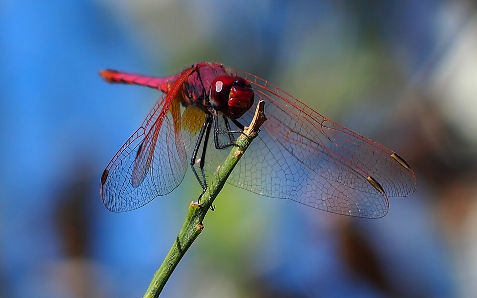 Insect macro nature
