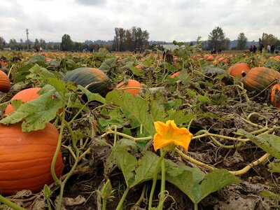 Autumn halloween photo