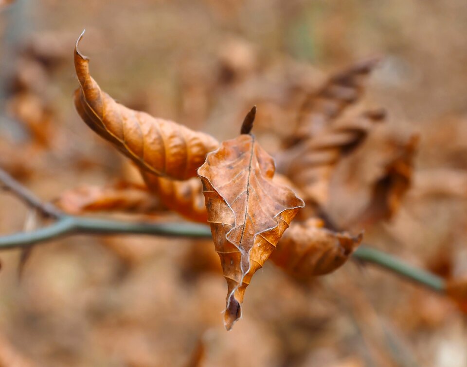 Foliage tree leaf plant