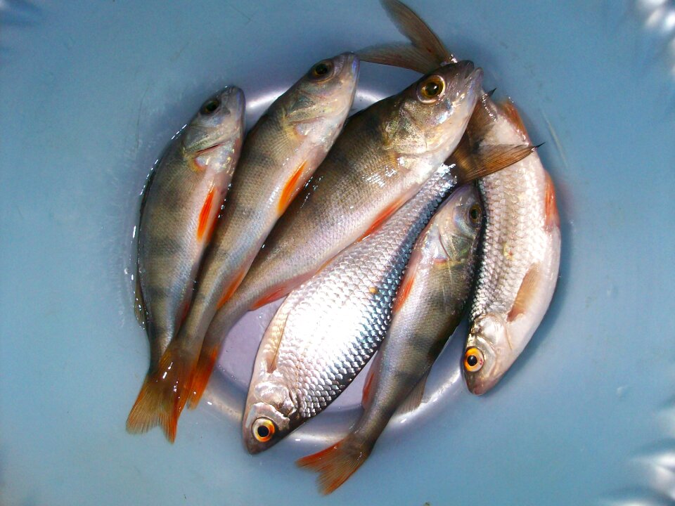 Fishing fry perch