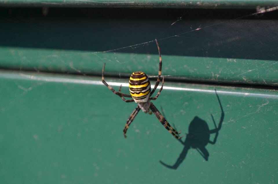 Macro public record animal