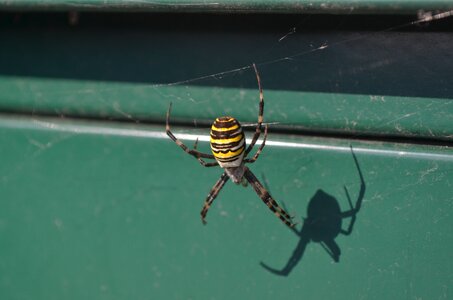 Macro public record animal