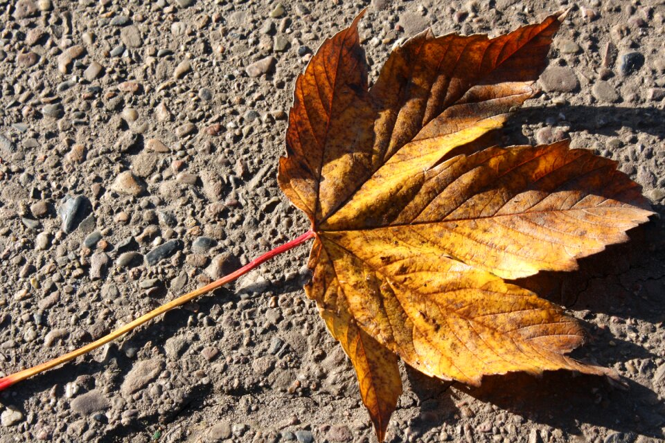 Season nature outdoor