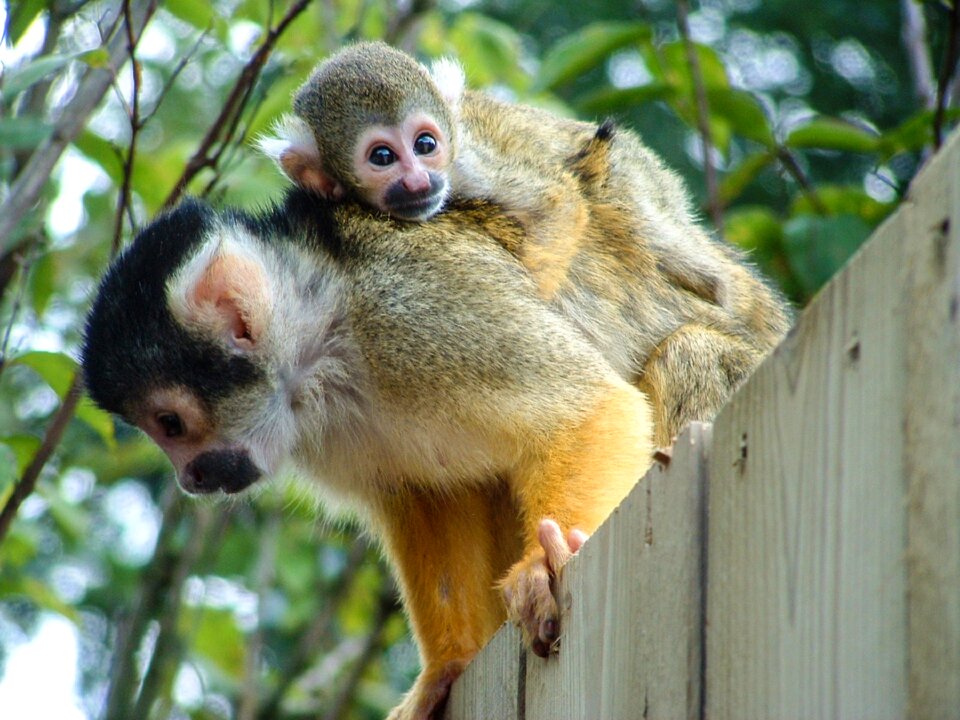 Primate portrait wild