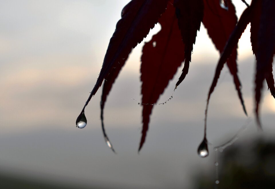 Autumn leaf nature