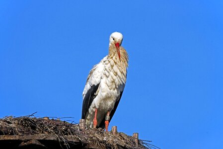 White stork birds germany photo