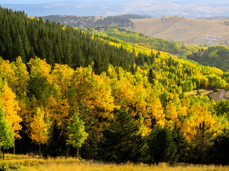 Forest nature autumn