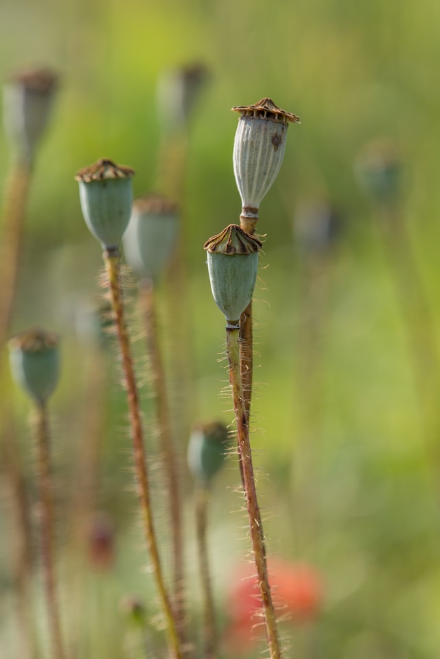 Dry plants floral