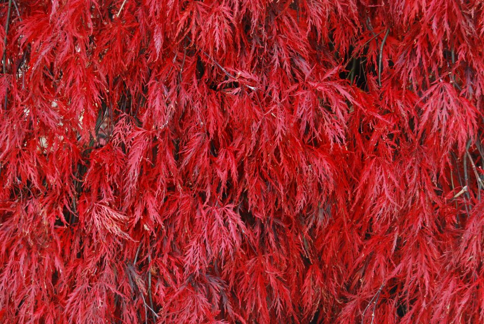 Colourful leaf leaves