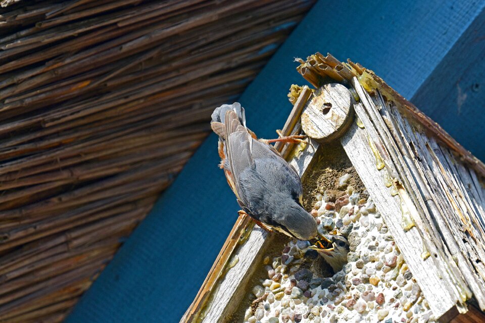 Kleiber feeding birds
