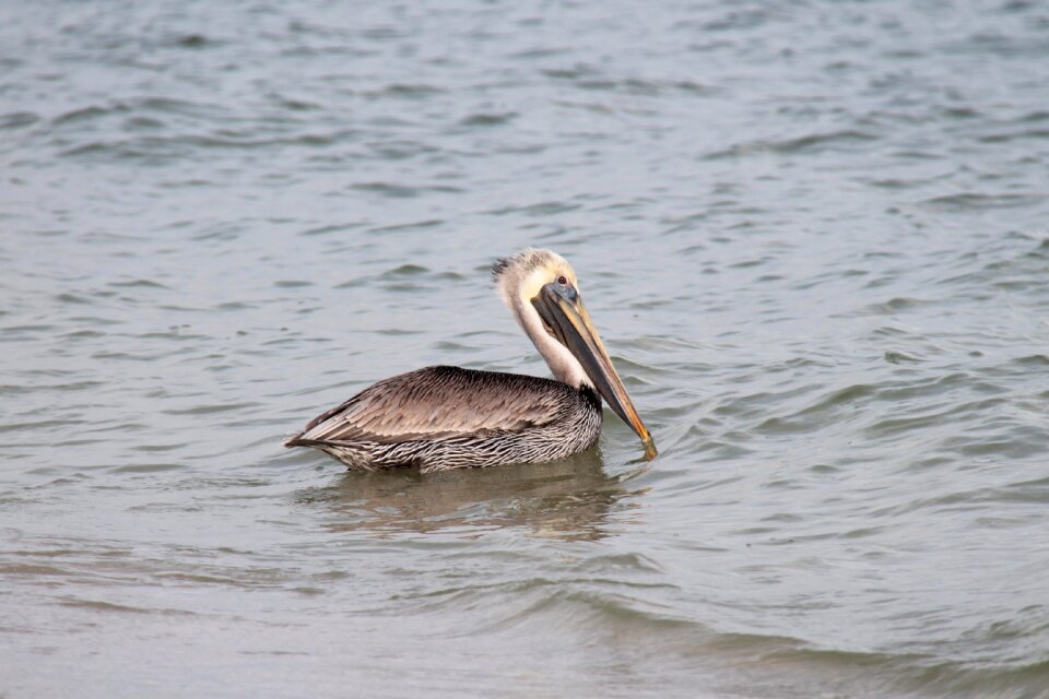Water bird water animal