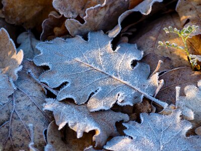 Nature dead leaf fall