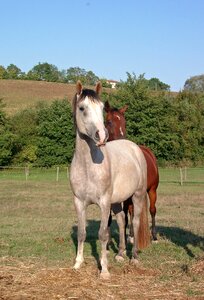 Horse breeding grey barb horse