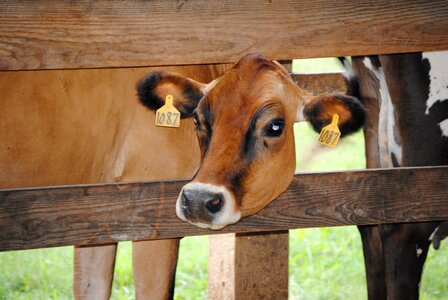 Cattle agriculture milk
