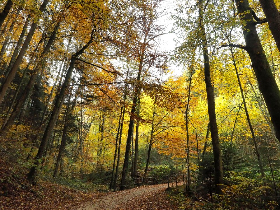 Nature landscape autumn leaves