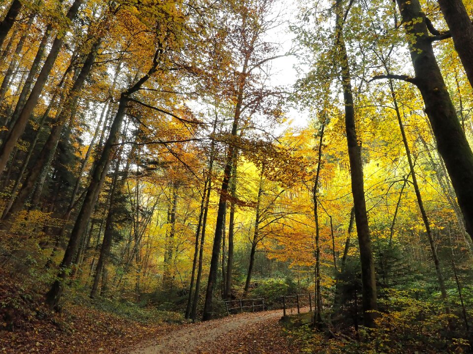 Nature landscape autumn leaves photo