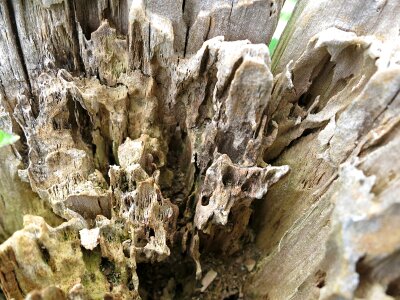 Wood decay post