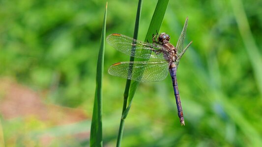 Macro nature insect