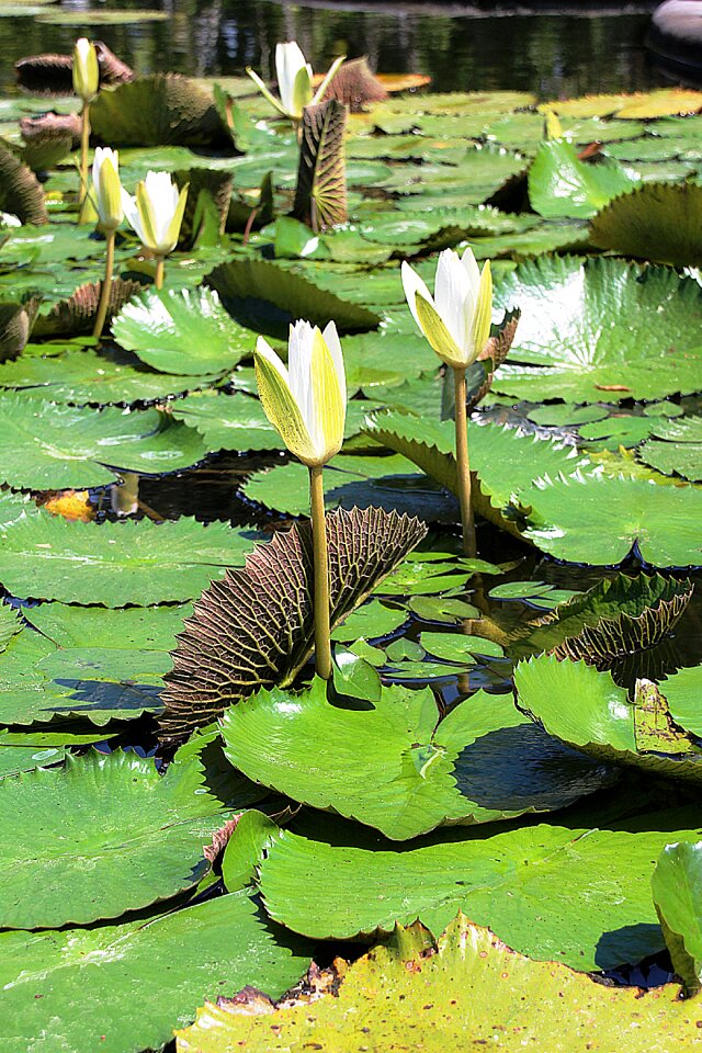 Flower sheet green