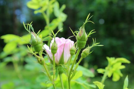 Plant nature garden