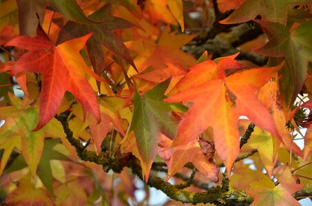 Leaves fall colorful maple photo
