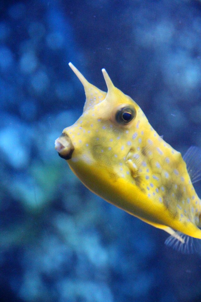 Yellow boxfish fish-cow fish boxes