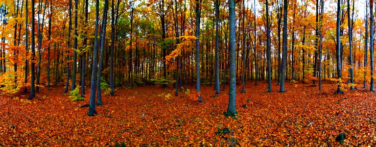 Nature autumn gold scenically photo