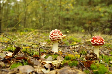 Red toadstool poisonous mushroom autumn photo