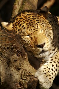 Animal animals nature