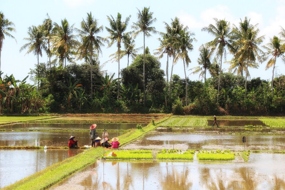 Indonesia painting composition