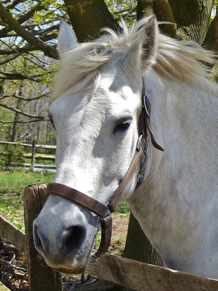Equestrian equine stallion