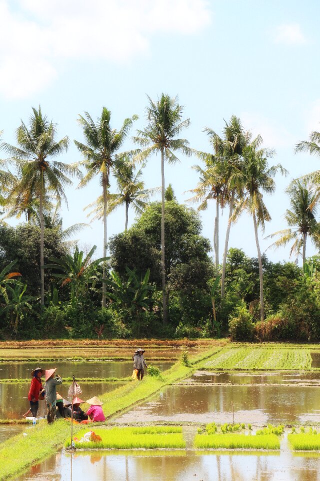 Indonesia painting composition