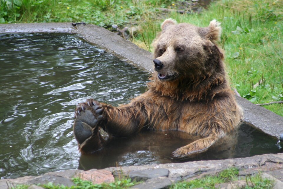 Bear bather bear wildlife