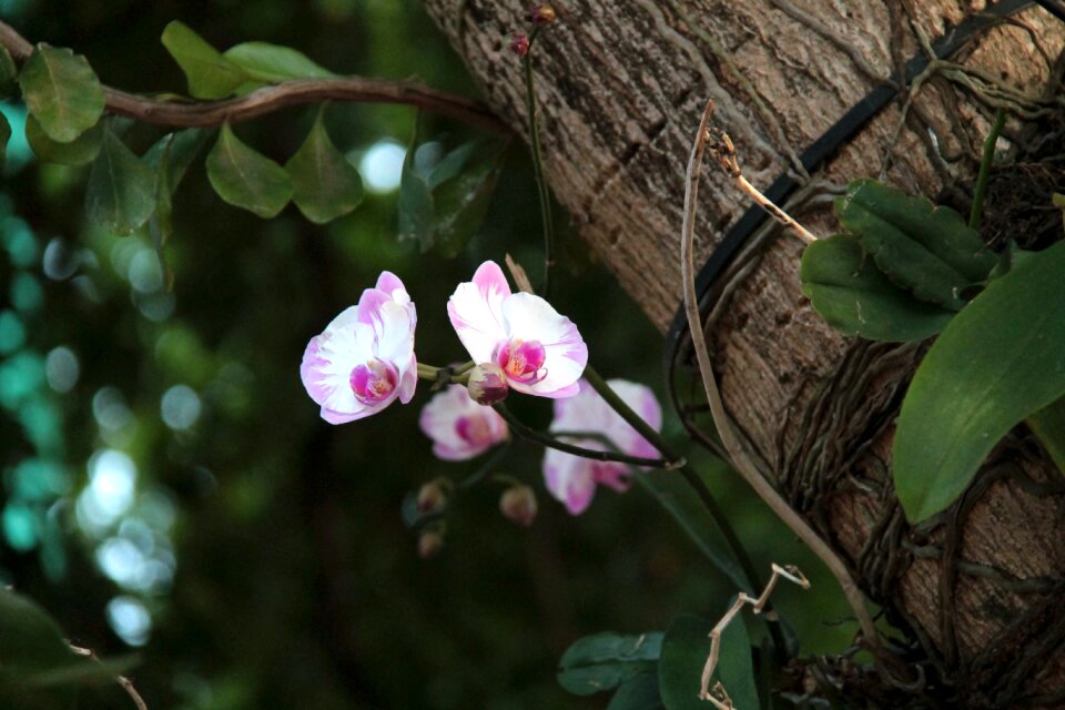 Spring blossom bloom