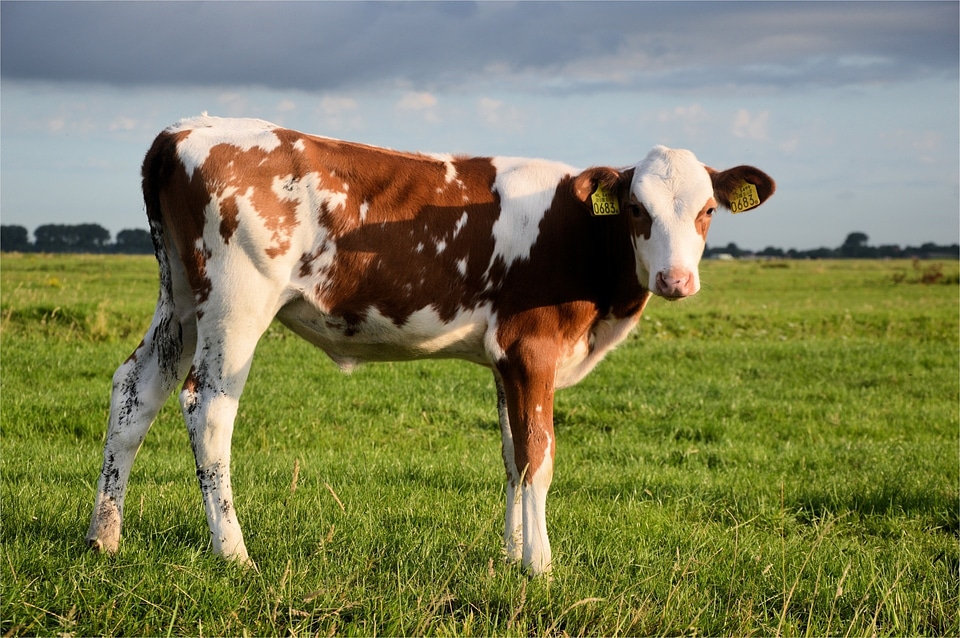 Cow cattle agriculture