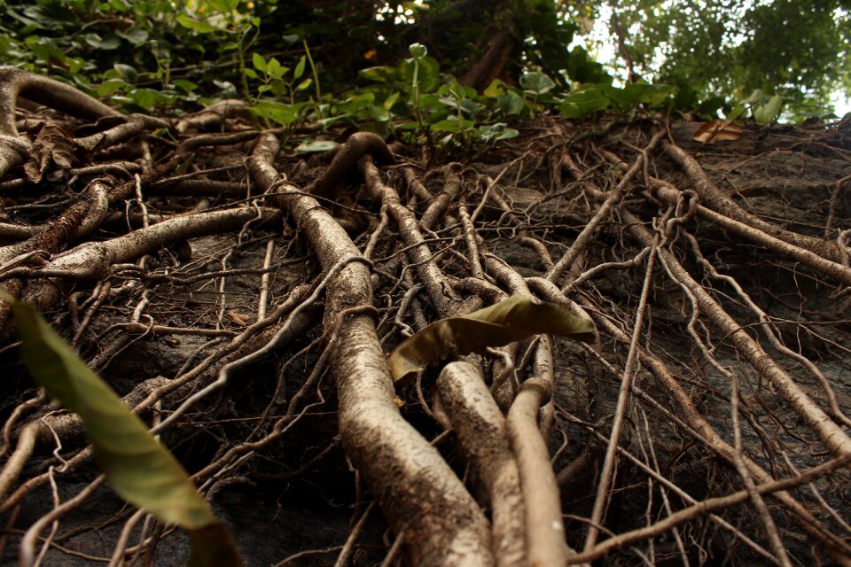 Plant roots leaves